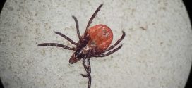 Entomologs: Latvijā pieaug ar Laimas slimību inficēto ērču skaits