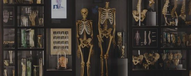 RSU Anatomijas muzejs uzņems medicīnas vēsturniekus no visas pasaules