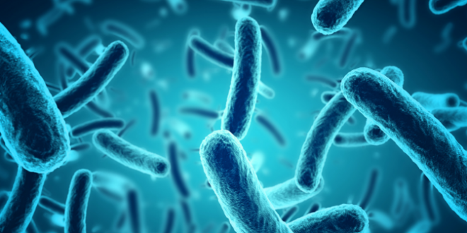 RSU mikrobiologi un biologi rada tehnoloģiju nedzīvo baktēriju ieguvei un testē to ietekmi uz imūnsistēmu