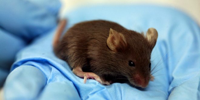 Šveicē notiks referendums par aizliegumu izmantot dzīvniekus laboratoriskajos izmēģinājumos
