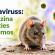 Hantavīruss – uzliesmojuma risks zems; ko ņemt vērā dodoties ceļojumos