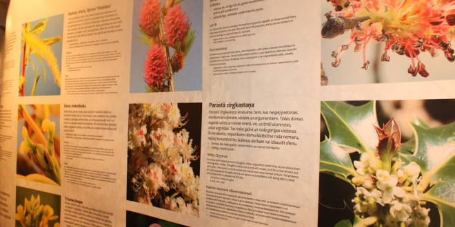 Baha ziedi Farmācijas muzejā