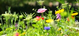Kustība “30 dienas skaidrā” aicina šogad līgot skaidrā un izbaudīt Jāņus bez paģirām