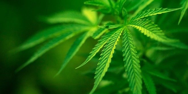 Vācijas valdība apstiprina medicīniskās marihuānas legalizāciju
