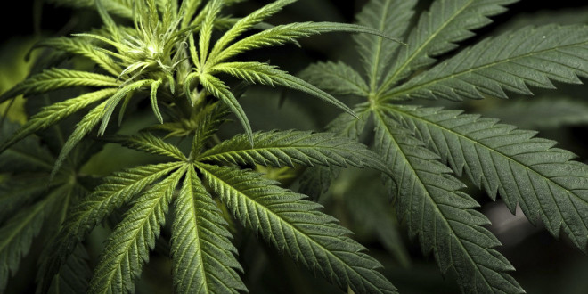 Lielbritānijā legalizēta medicīniskā marihuāna